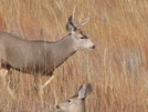 Nebraska Hunting Trip<br>November, 2005